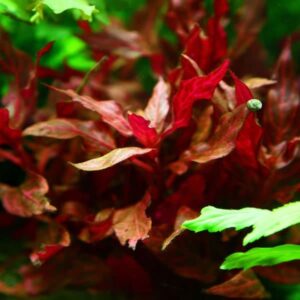 Alternanthera Reineckii Rosanervig en pot