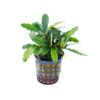 Bucephalandra Theia Green