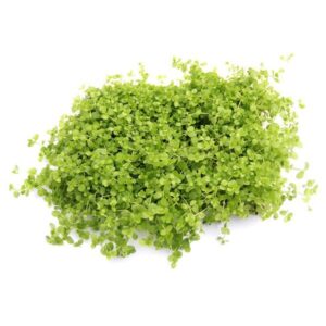 Micranthemum Monte Carlo sur pad