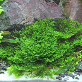 Riccardia chamedryfolia in vitro