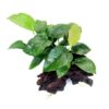 Anubias Barteri sur racine