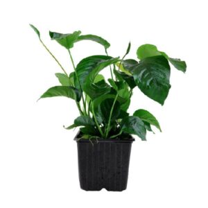 Anubias barteri var caladiifolia XL