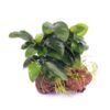 Anubias Nana sur roche pierre de lave