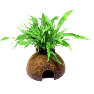 Microsorum Pteropus sur Coco