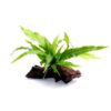 Microsorum Pteropus sur racine