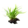 Microsorum Pteropus Trident sur racine