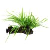 Microsorum Pteropus Trident sur racine avec ventouse