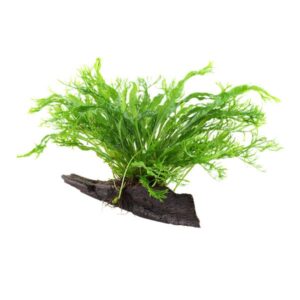 Microsorum pteropus Windelov sur racine