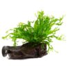 Microsorum pteropus Windelov sur racine avec ventouse