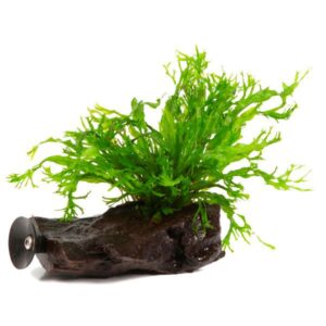 Microsorum pteropus Windelov sur racine avec ventouse