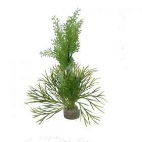 Sydeco-Plante-Tropica-20cm