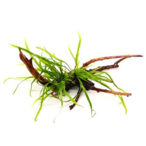 Microsorum Pteropus Trident sur racine araignée