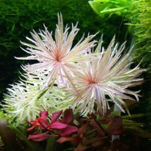 Ludwigia Sp White in vitro