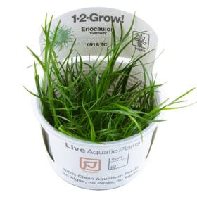 Eriocaulon Vietnam in vitro