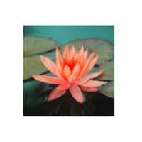 Lawana Nénuphar Précultivé Orange