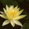 Nénuphar précultivé jaune pour bassin
