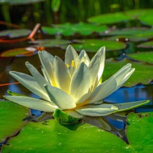 Plantation pour bassin