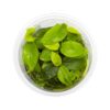 Anubias sp gold in vitro