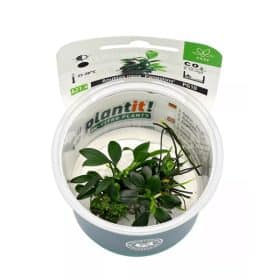Anubias nana Pangolino in vitro
