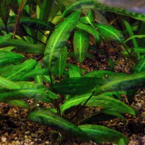 Cryptocoryne Affinis