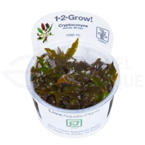 Cryptocoryne wendtii Mi Oya in vitro