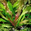 Echinodorus Dschungelstar no.3 'Python'