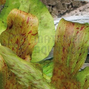 Echinodorus Dschungelstar no.9 'Spotted Harbich'