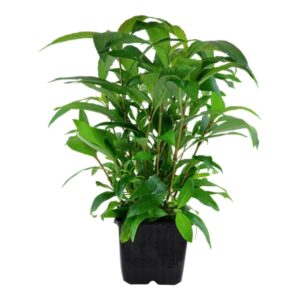 Hygrophila corymbosa Siamensis XL