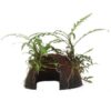 Hygrophila pinnatifida sur Coco
