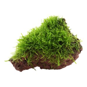 Taxiphyllum barbieri sur Pierre de Lave