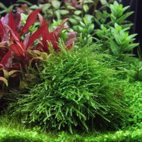 Taxiphyllum sp Giant