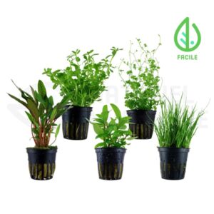 lot plante facile aquarium