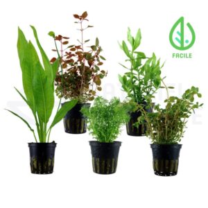 lot plante facile aquarium