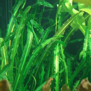 Aponogeton longiplumulosus - Bulbe