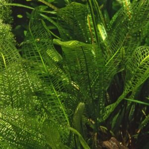 Aponogeton madagascariensis - Bulbe