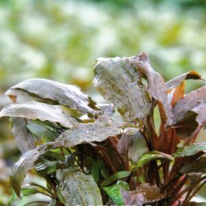 Cryptocoryne-Beckettii