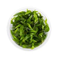 Cryptocoryne x Willisii in vitro