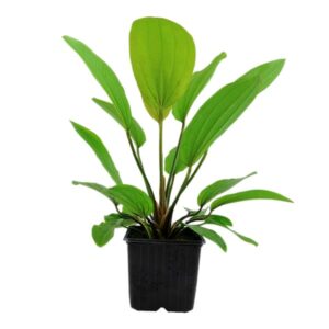 Echinodorus Rosé XL