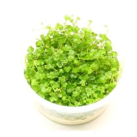 Hydrocotyle tripartita mini