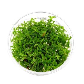 Limnophila sp Vietnam in vitro