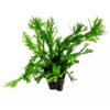 Microsorum pteropus Windelov XL