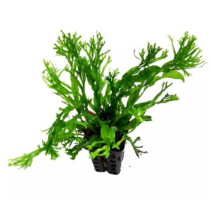 Microsorum pteropus Windelov XL
