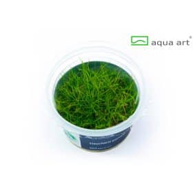 Eleocharis Parvula In vitro