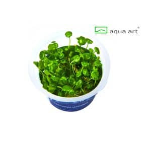 Hydrocotyle Verticillata in vitro