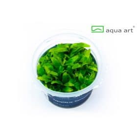 Hygrophila Siamensis in vitro