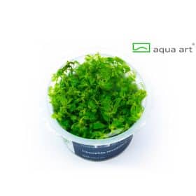 Limnophila sessiliflora in vitro
