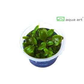 Lobelia Cardinalis in vitro