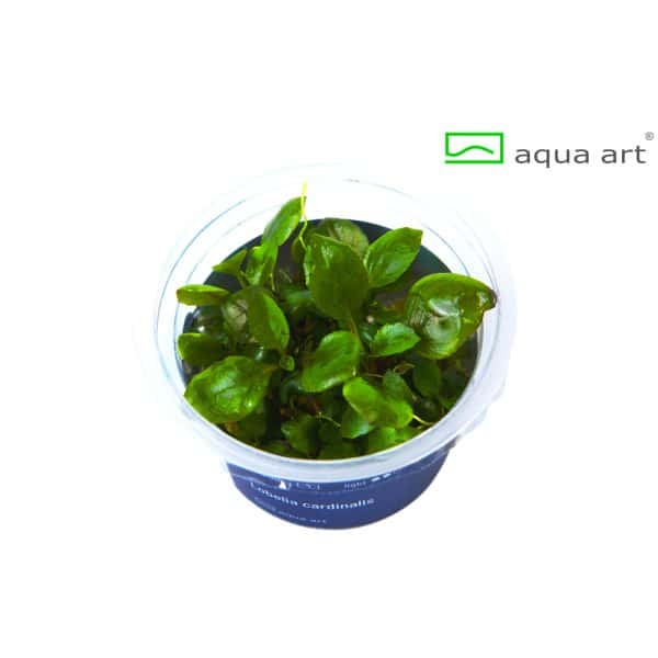 Lobelia Cardinalis in vitro