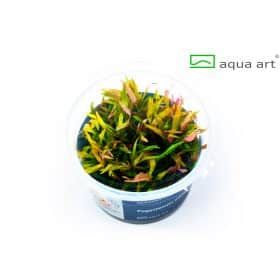 Pogostemon Stellatus in vitro