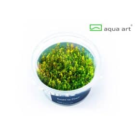 Rotala sp pearl in vitro